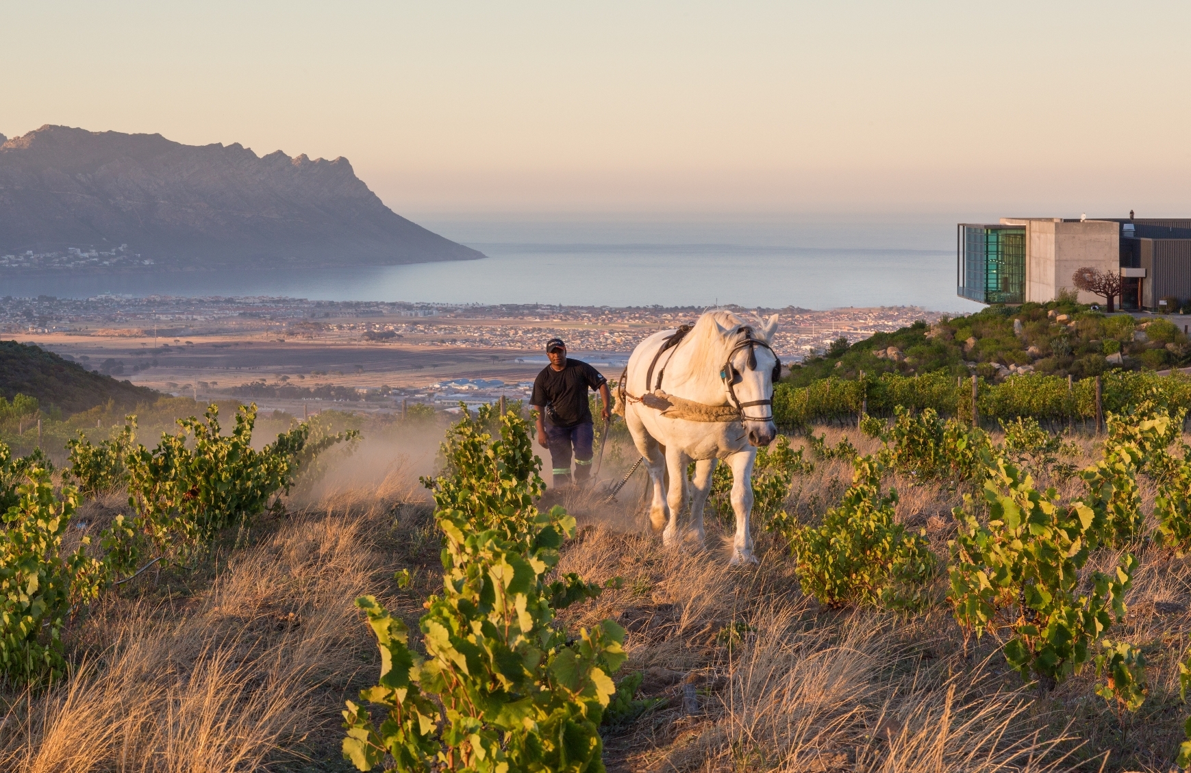 Tastes of 2017 | Waterkloof Wine Estate - The Vineyard